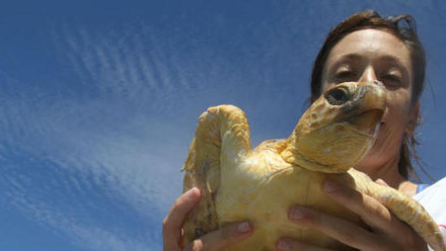 Nueva suelta de tortugas marinas