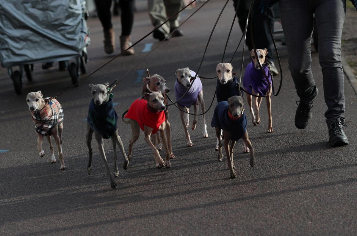 Crufts 2019: L'exhibició de gossos més gran del món