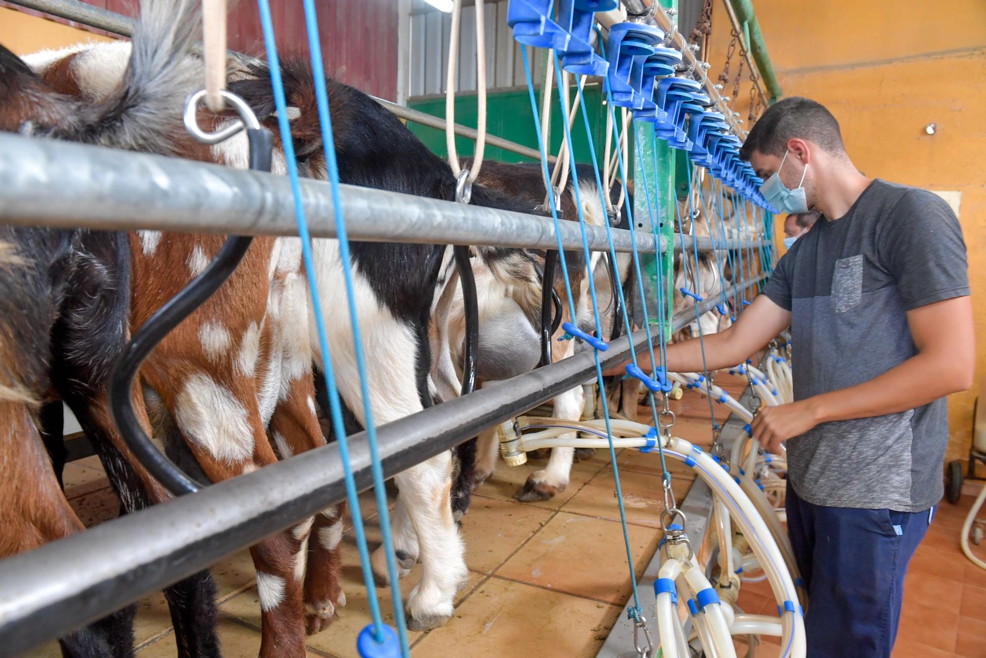 Quesería La Gloria tiene el mejor queso de cabra de Canarias 2021