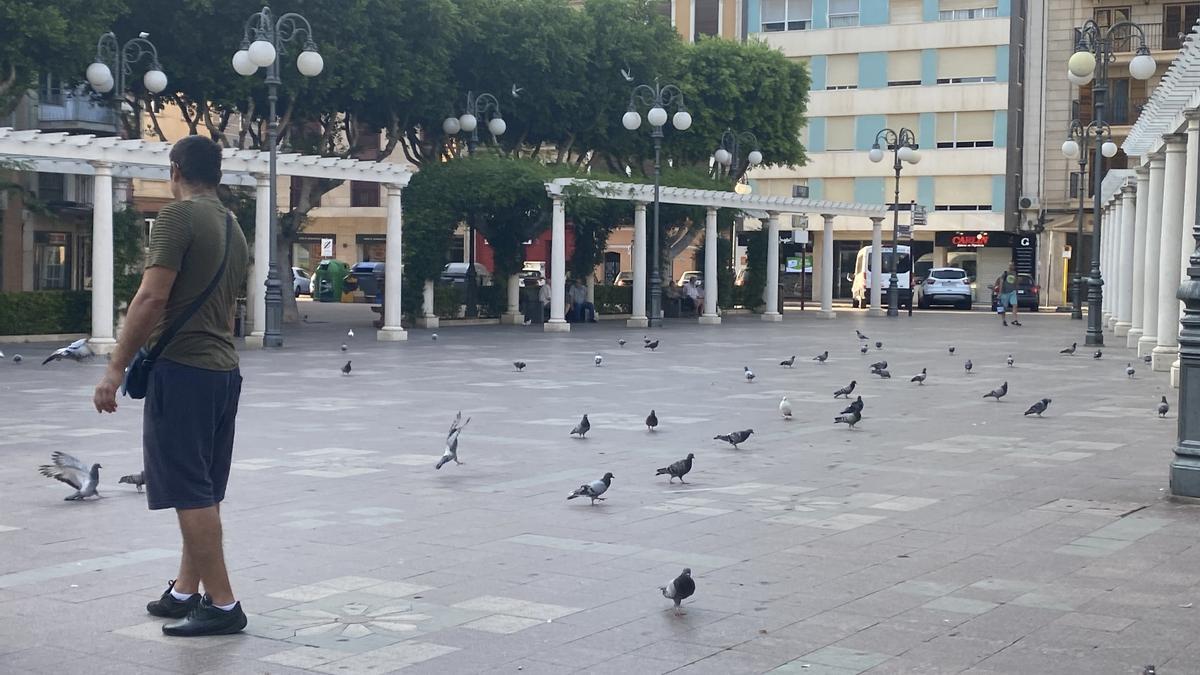 Decenas de palomas en la plaza Mayor de Alzira.