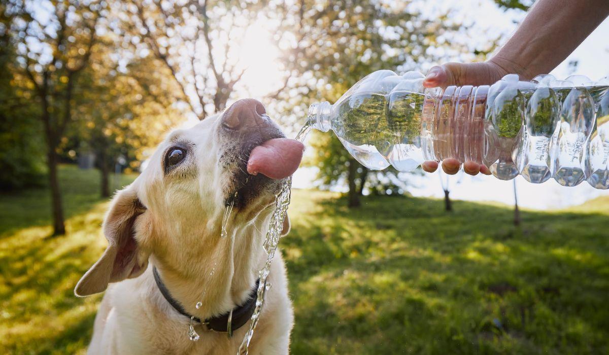 Los veterinarios avisan: así debes refrescar realmente a tu perro cuando hace mucho calor