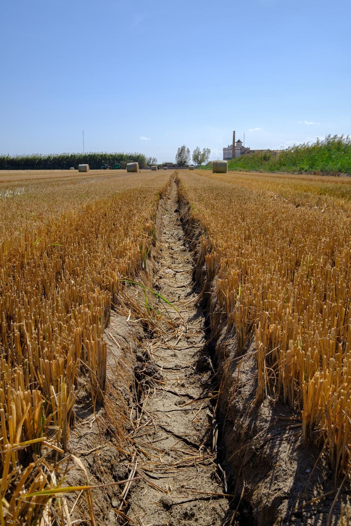 Paja del arroz en un campo en l'Albufera