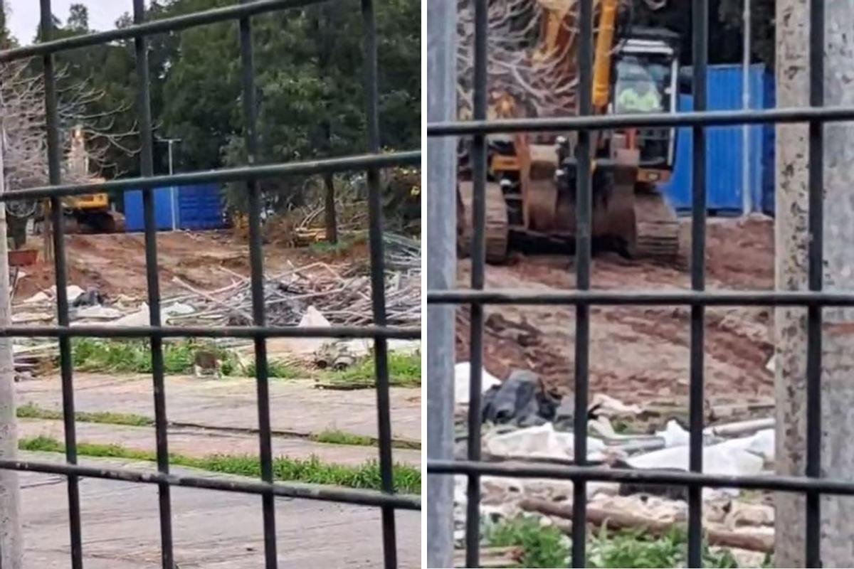 Imágenes de felinos en la zona de las obras y alrededores
