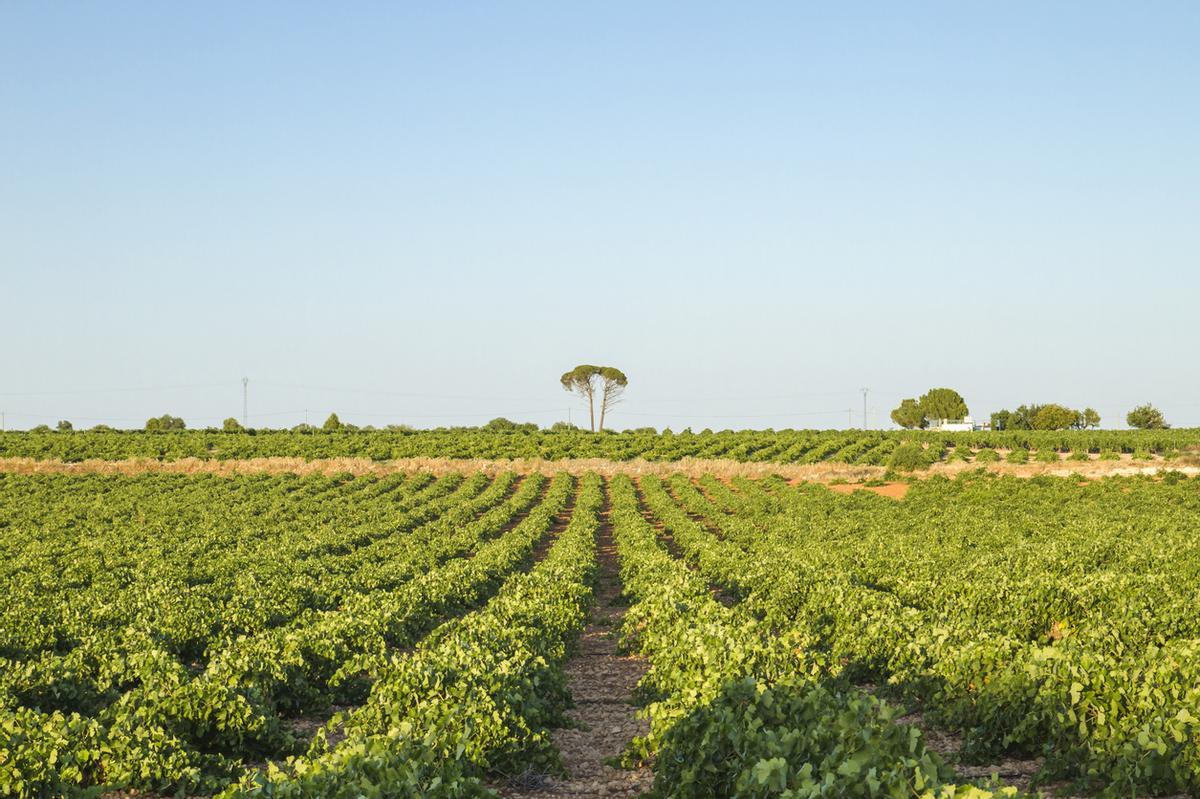 Viñedo verde en Castilla La Mancha