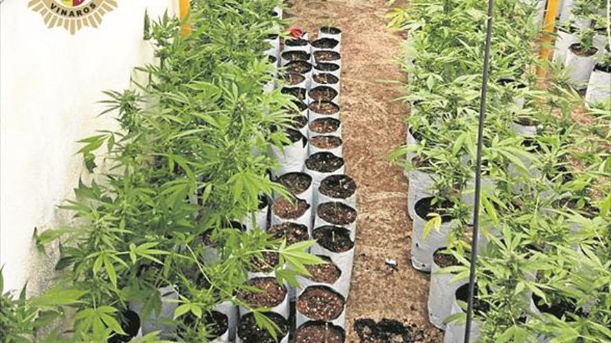 Detenido un vecino de Vinaròs con más de 100 plantas de marihuana