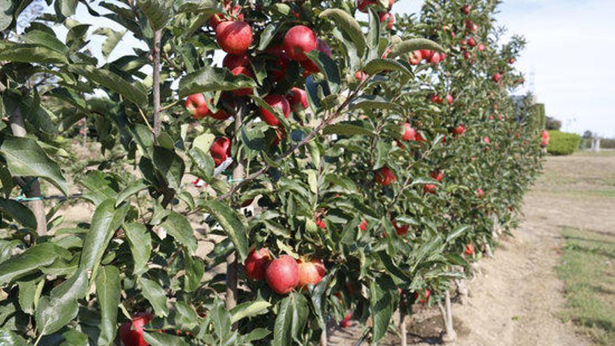 Una plantació de pomes de Girona