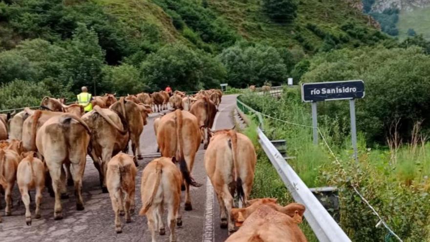 Caravana de vacas por el puerto de San Isidro