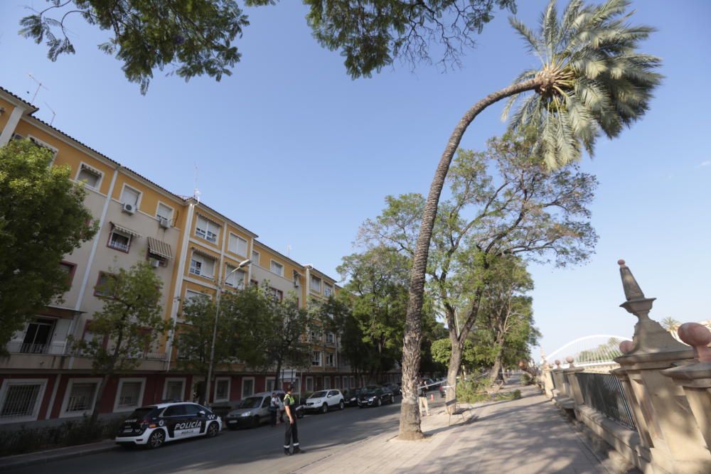 Una fuerte racha de viento hace caer una palmera