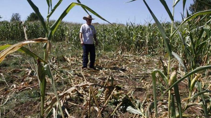 Arriba, daños atribuidos a la acción del jabalí en una finca de Tabeirós. Abajo, destrozos en Riomao (Loimil).  // Bernabé/Cris M.V.