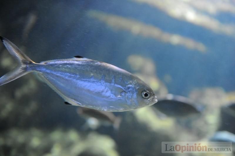 El acuario de la UMU albergará las especies emblemáticas del Mar Menor