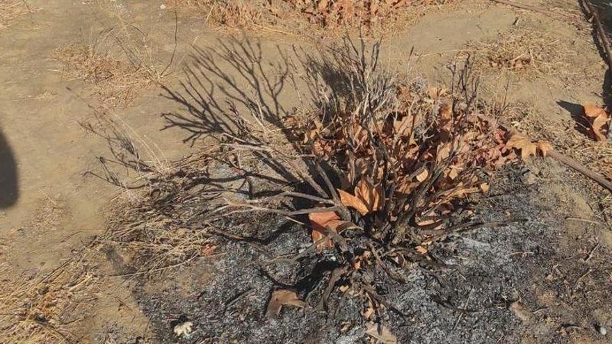 Matorral quemado este fin de semana en el paseo de los arroyos.