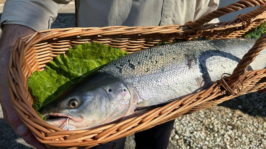 EN IMÁGENES: así se ha vivido la jornada de pesca del Campanu