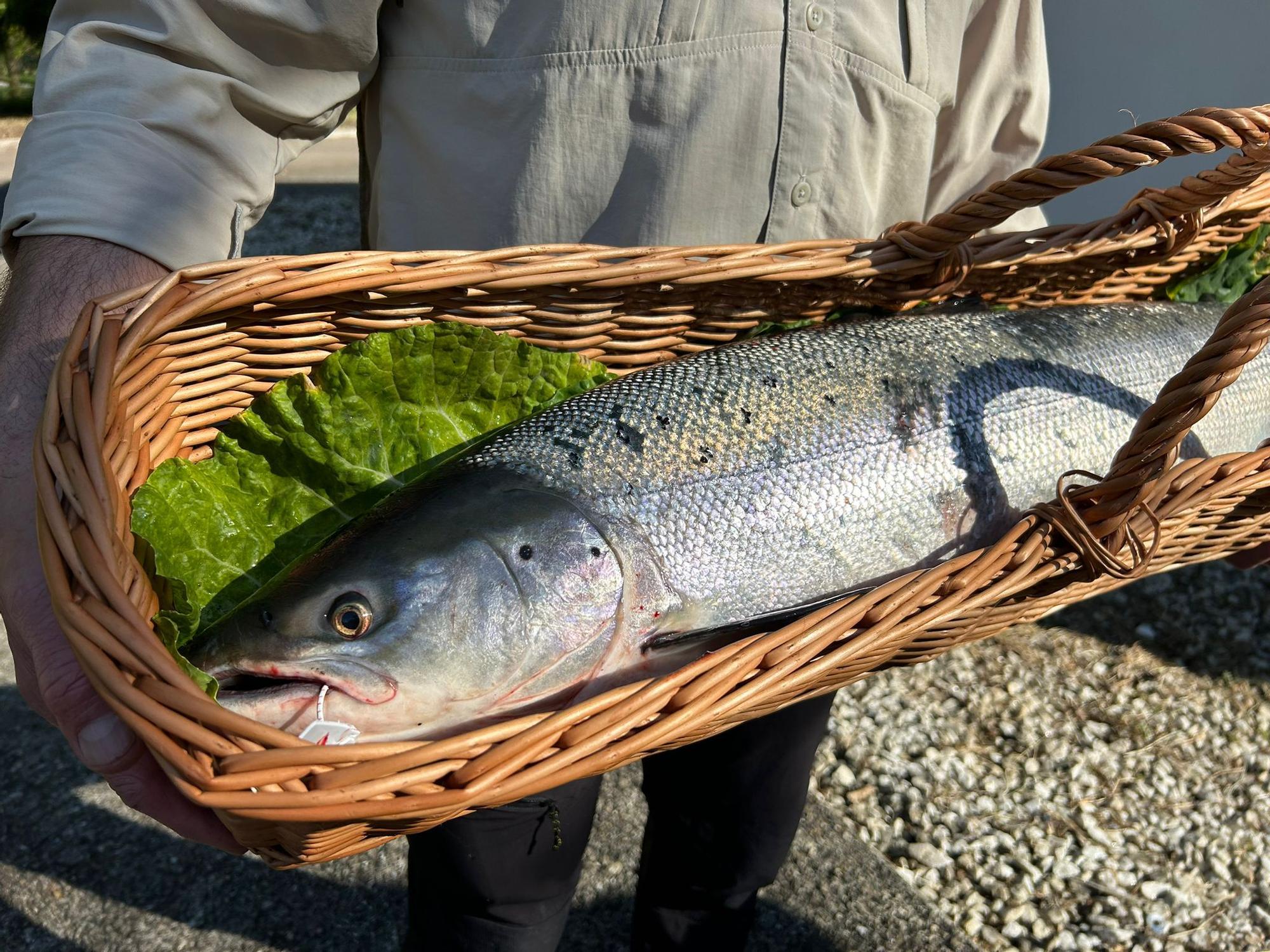 EN IMÁGENES: así se ha vivido la jornada de pesca del Campanu