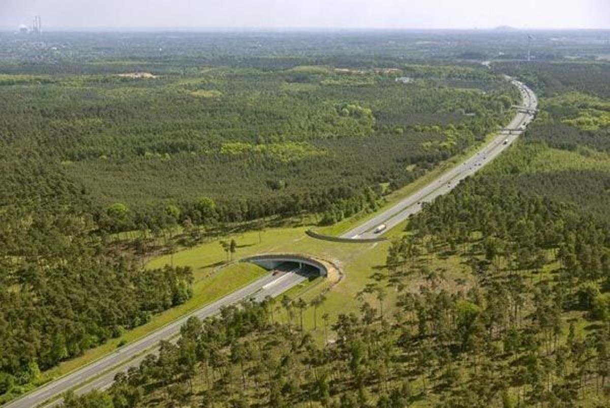 Paso para fauna en Alemania