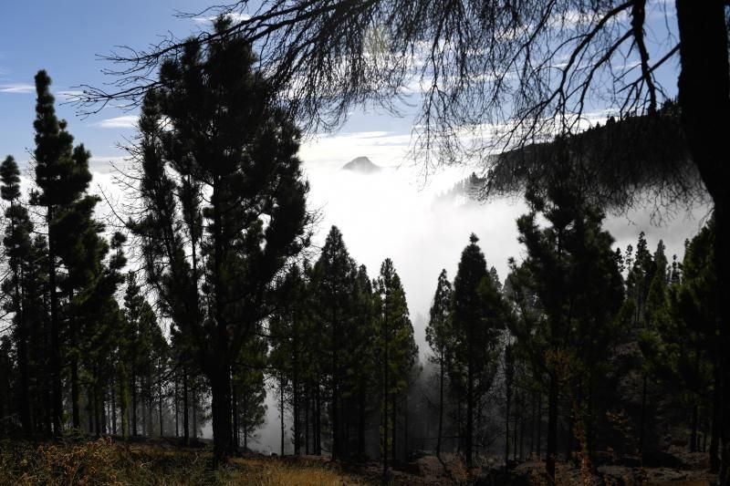 15-10-19 SUPLEMENTOS. ZONA CUMBRERA. ZONA CUMBRERA. Reportaje zonas quemadas tras dos meses. Reportaje triple entrega sobre el paisaje quemado, al cumplirse dos meses. La primera parte será Los tesosos de la Cumbre, en plan más positivo, con los brotes verdes, lugares que visitar. Un segundo con los héroes sin capa, sus protagonistas y una tercera con Lo que el fuego se llevó o Lo perdido, la parte más triste.  Fotos: Juan Castro.  | 15/10/2019 | Fotógrafo: Juan Carlos Castro