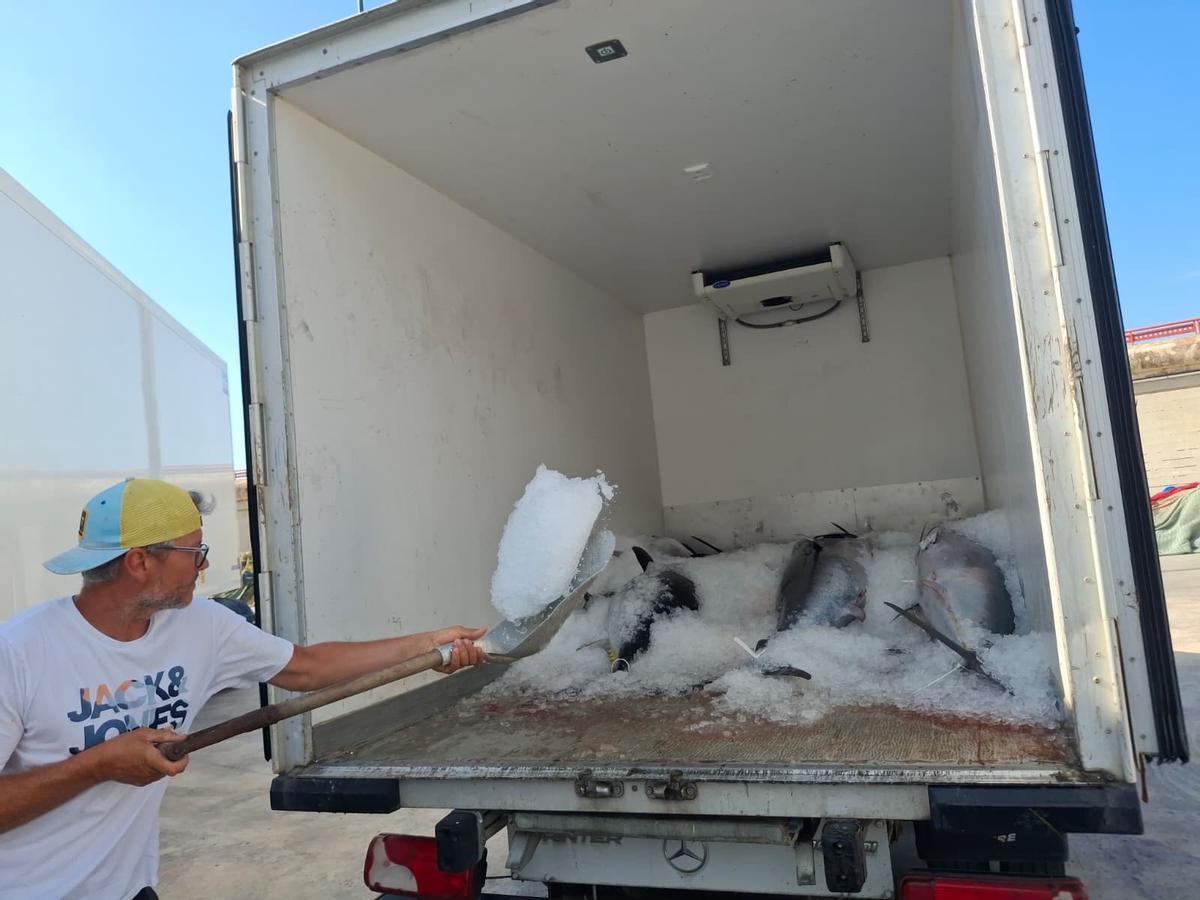 Actividad frenética en el puerto de Xàbia: las imágenes de la descarga de los atunes