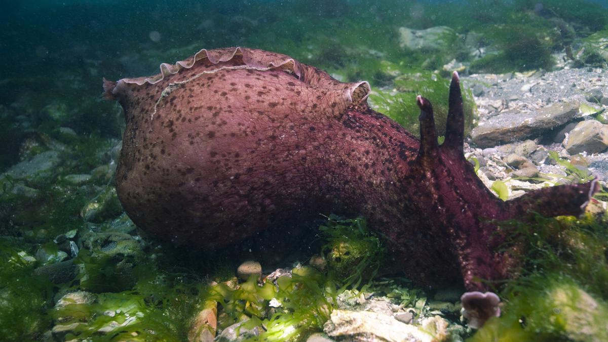 Un caracol marino