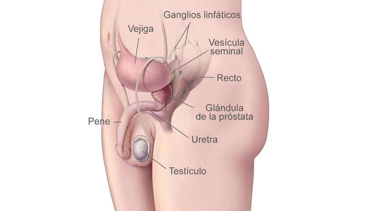 La próstata es una glándula masculina localizada en la base de la vejiga.