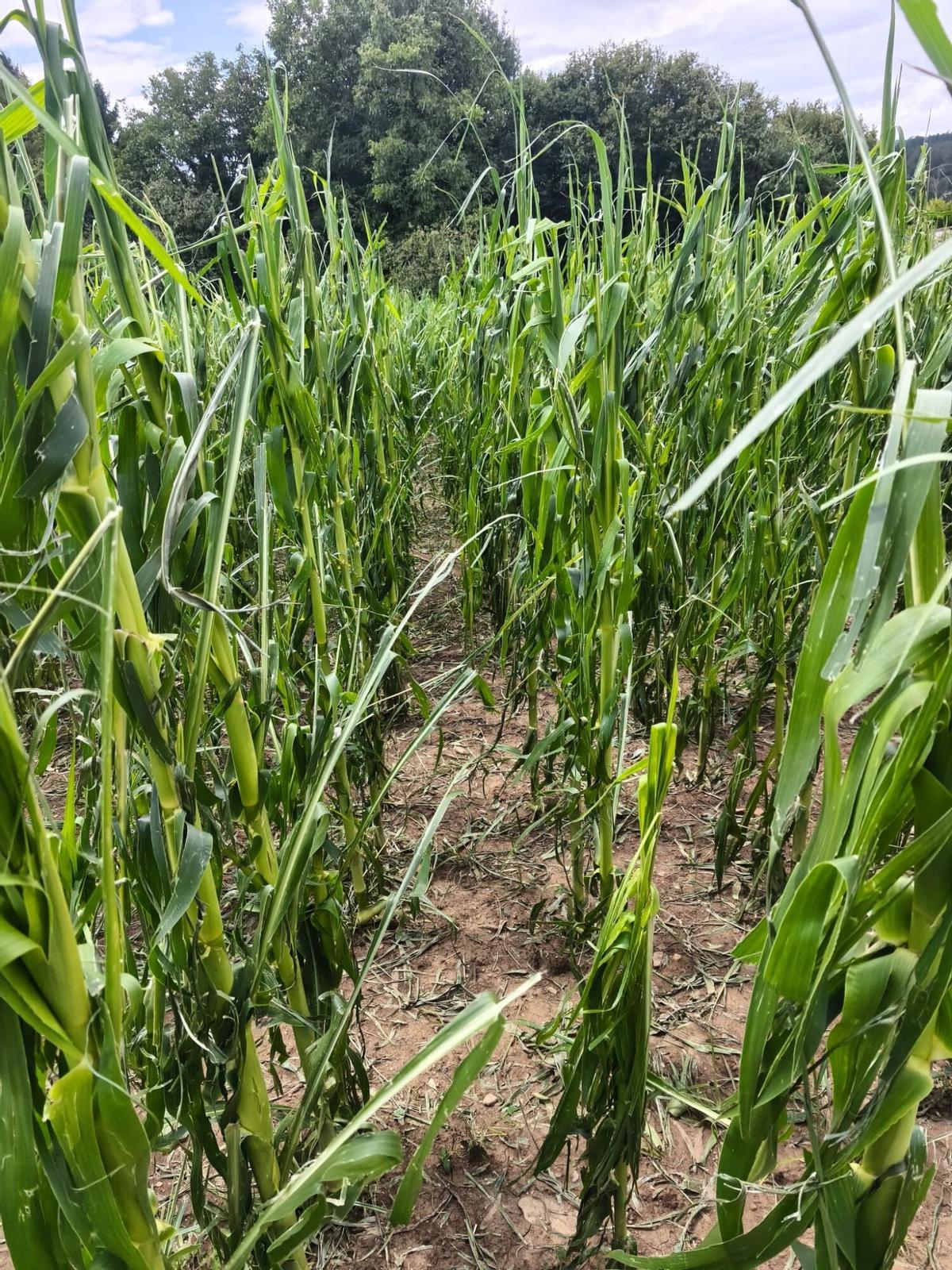 Daños en un campo de maíz de Obra.