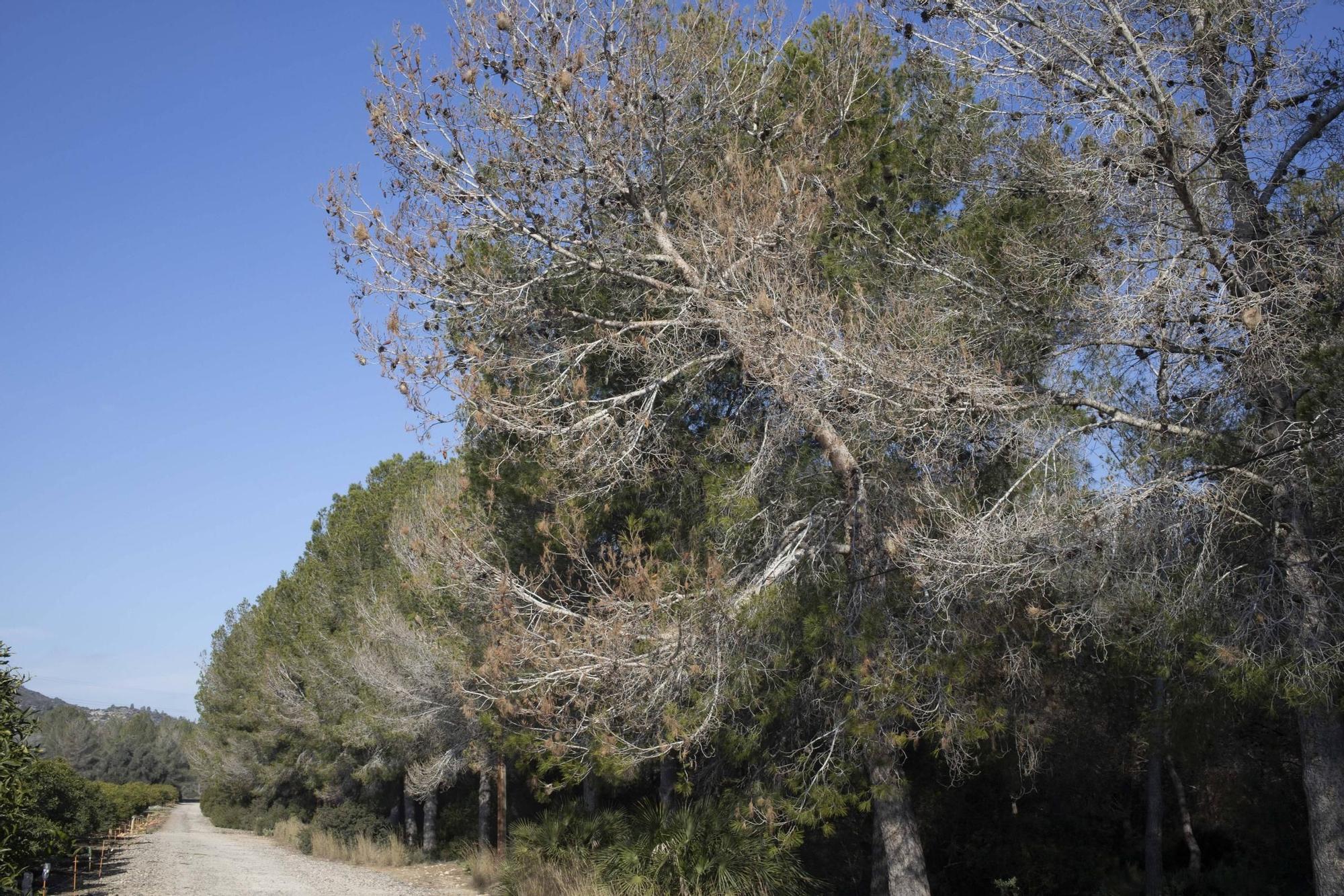 La procesionaria, una plaga que se expande en las zonas naturales