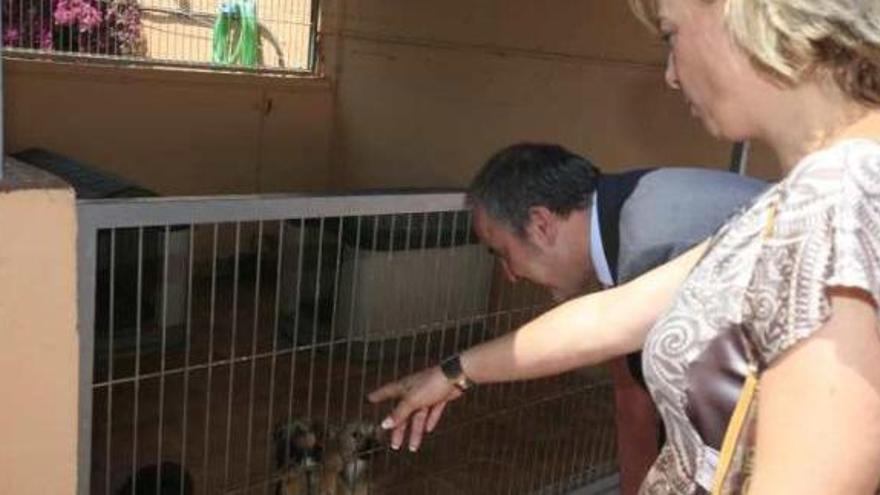 Sonia Castedo y Jorge Cabré observan algunos de los perritos en acogida, ayer.