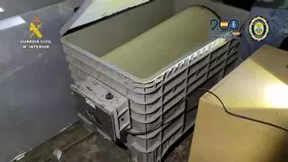 Siete detenidos con 4.300 plantas de marihuana en l'Orxa y Tarragona