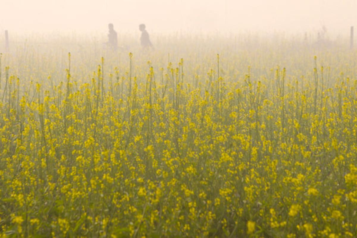 Diverses persones caminen per un camp mentre van a la feina, a Gurgaon (Índia).