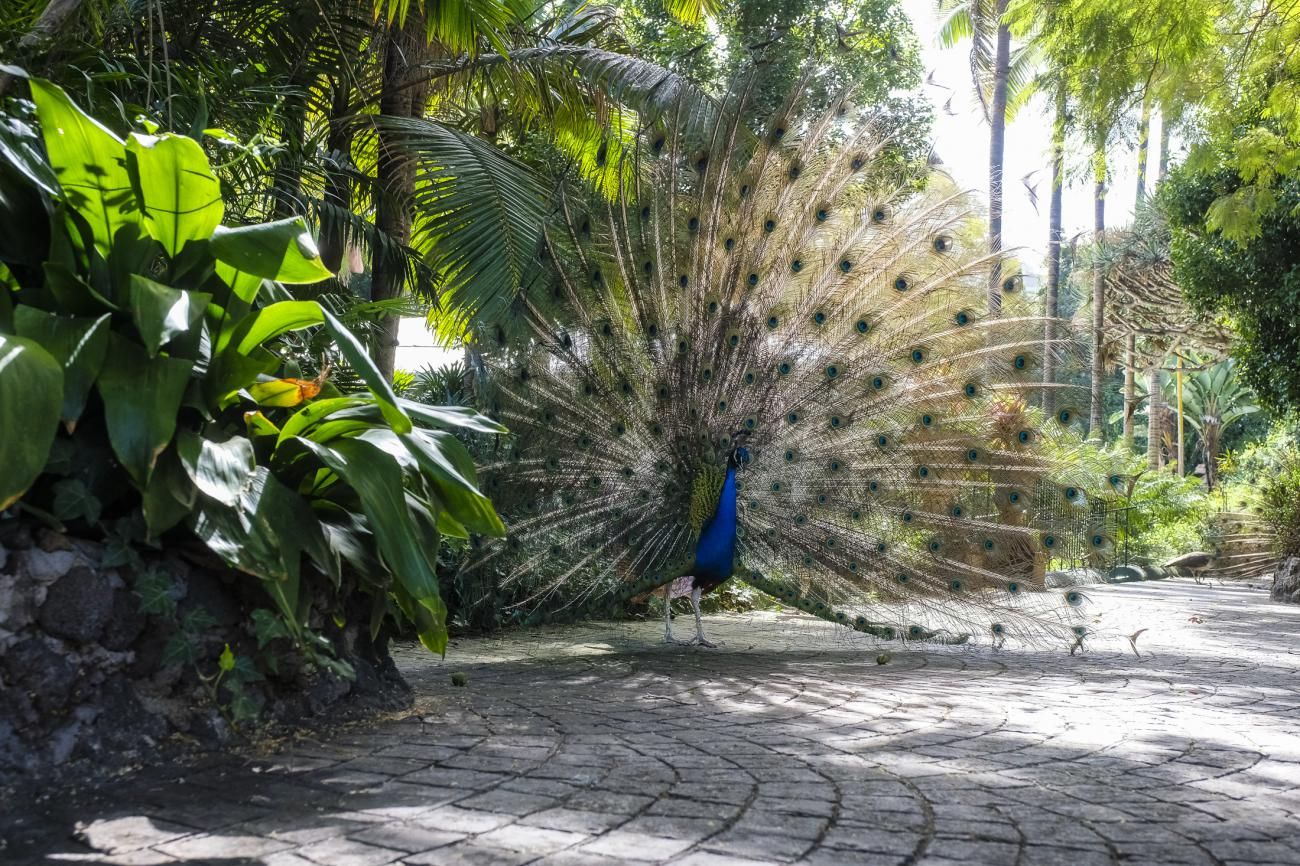 Jardines de la Marquesa de Arucas