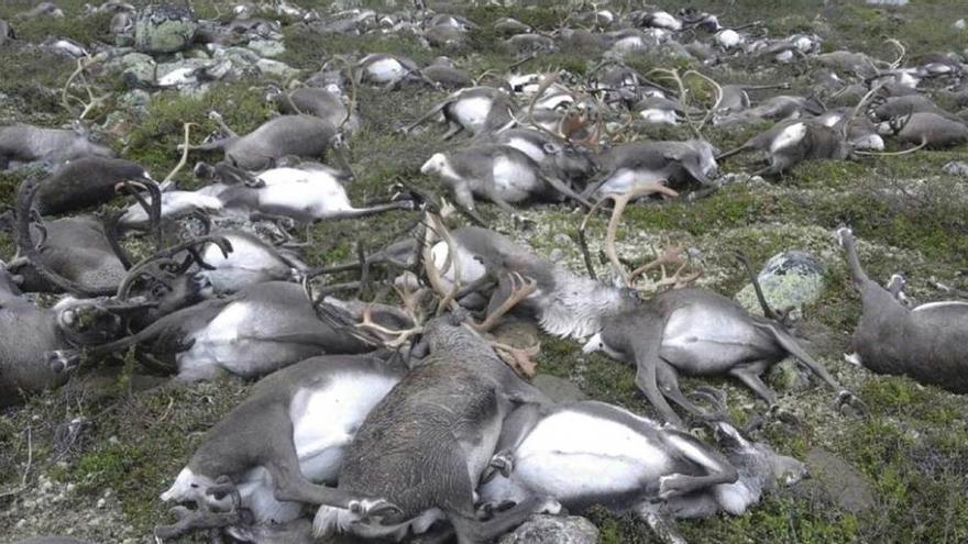 Alguno de los renos muertos por la tormenta.