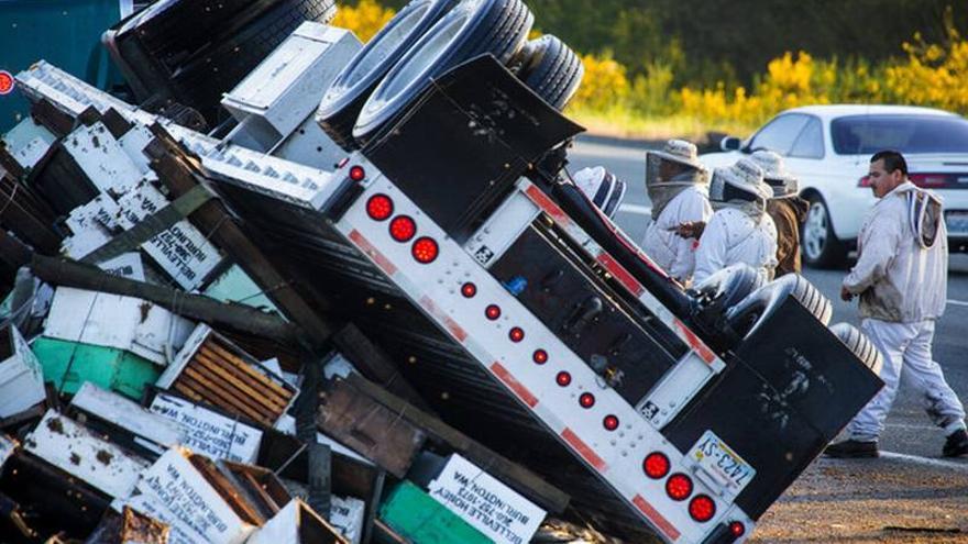 Un camión con más de 13 millones de abejas vuelca en Washington