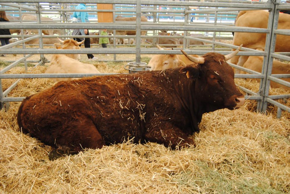 Segona jornada de la Fira de Sant Isidre a Solsona