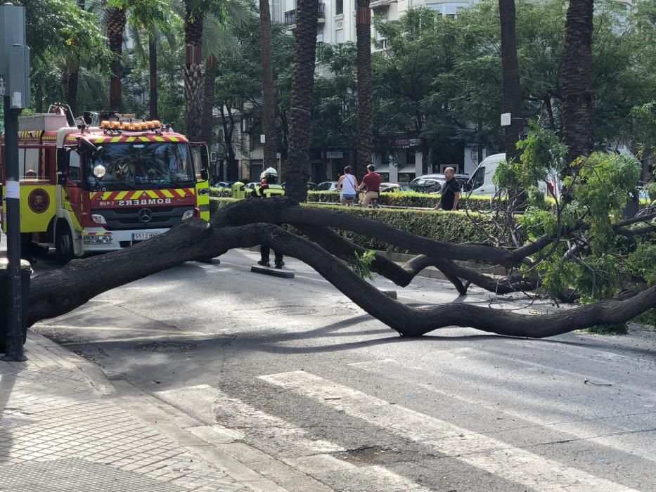 El árbol caído esta mañana en la avenida Antic Regne de València.