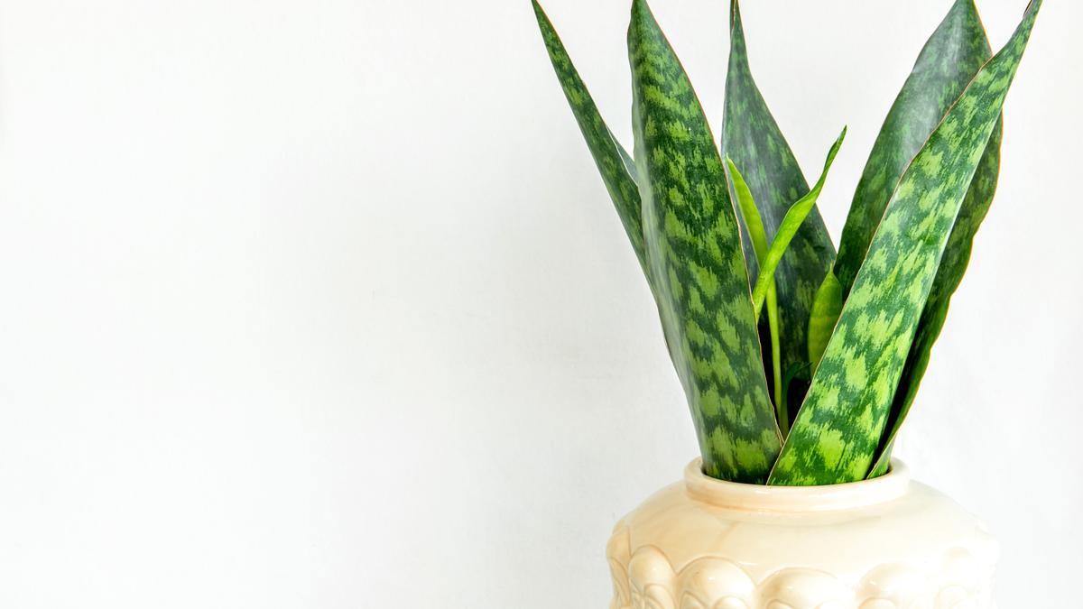 5 plantas de interior de tendencia y decorativas