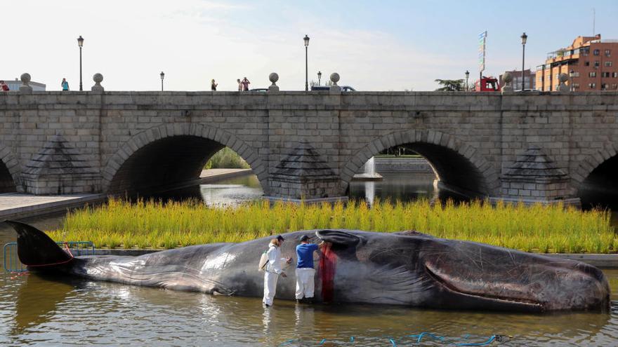 Apareix un catxalot al riu Manzanares a Madrid