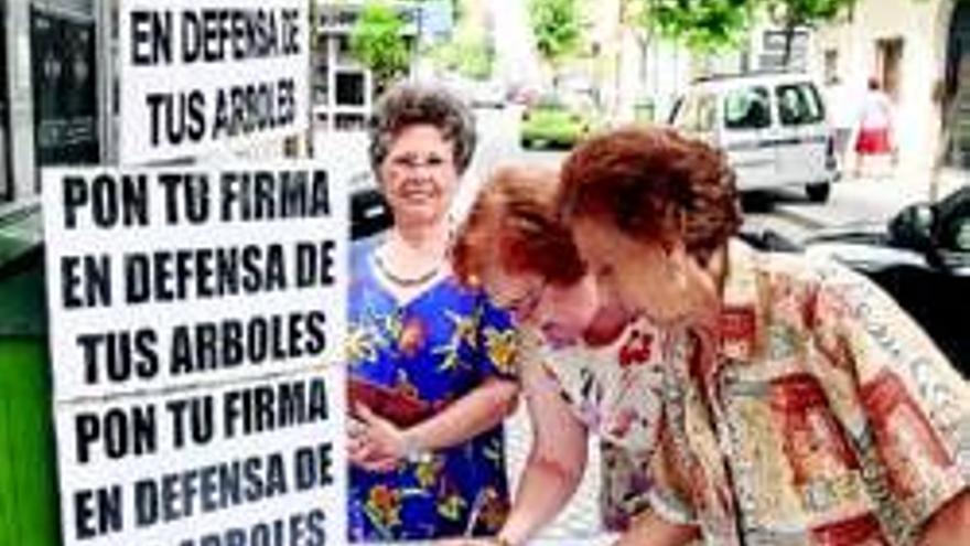 Inician una recogida de firmas por tala de árboles