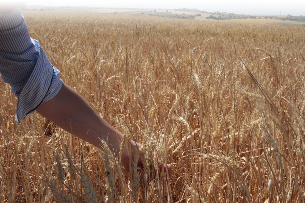 Campo de cereal preparado para la siega