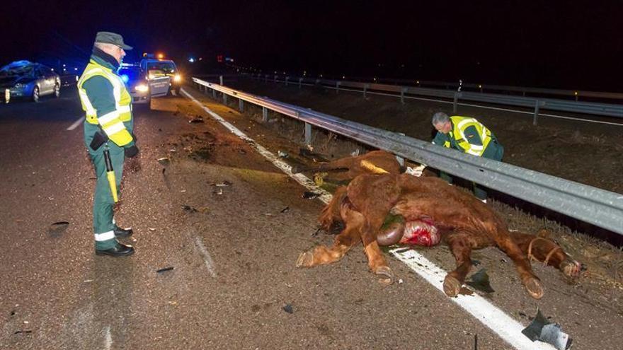 Cuatro heridos al colisionar dos vehículos contra unos caballos cerca de Mérida