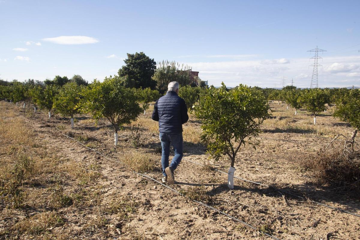 València, Alzira. RBR Minifundio de naranjos en el termino municipal de Alzira