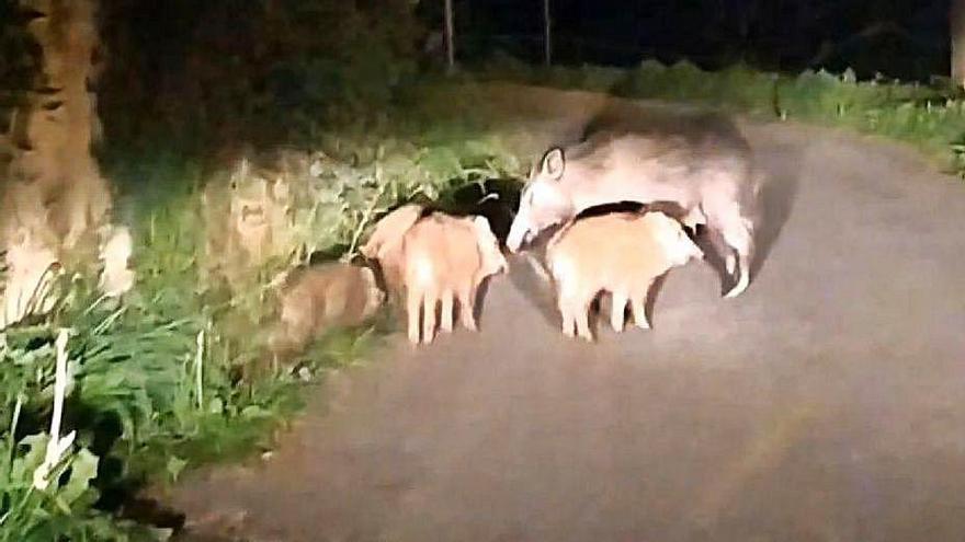 Los jabalíes toman los accesos a la localidad de Caborana