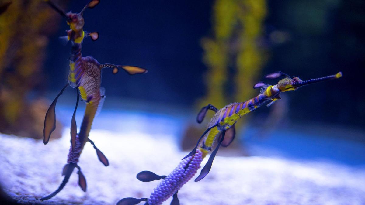 Nacen 24 dragones de mar en el acuario de Las Palmas de Gran Canaria