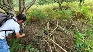 Adega denuncia la tala en la isla de Ons de plantas protegidas y en peligro de extinción durante los trabajos de la Xunta