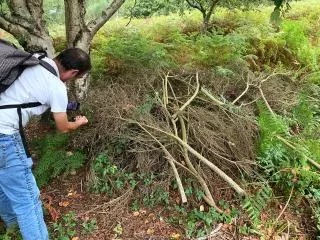 Tala de xesta de Ons en el Parque Nacional Illas Atlánticas