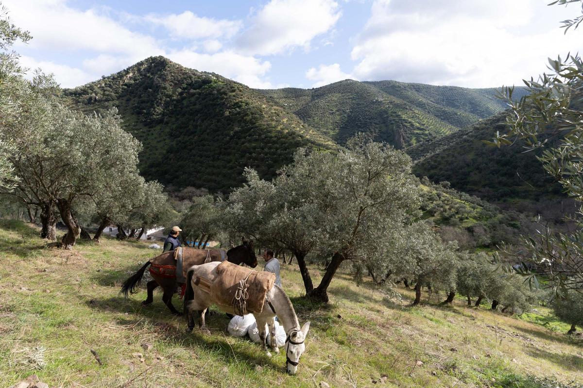 Recogida de la aceituna en un olivar de sierra en Los Pedroches.