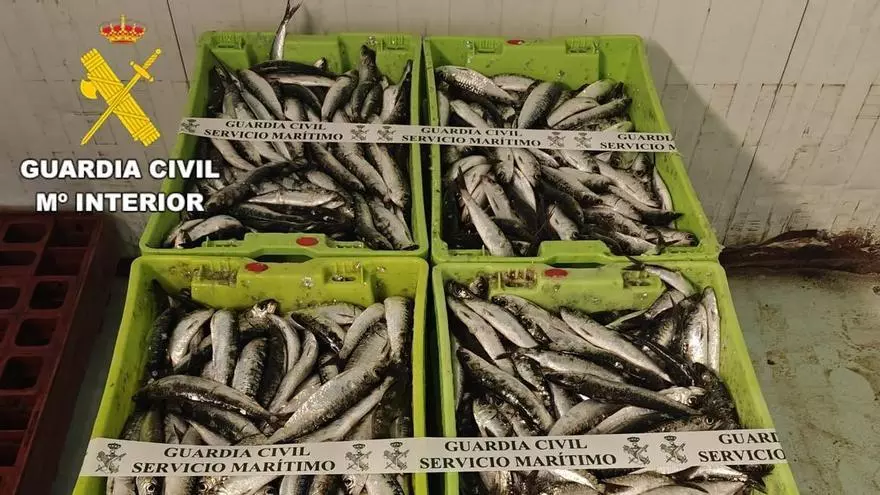 La Guardia Civil requisa 200 kilos de sardina con destino al puerto de A Coruña