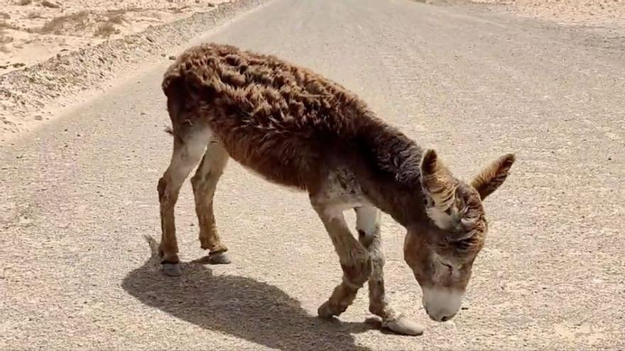 Burro malherido en Fuerteventura