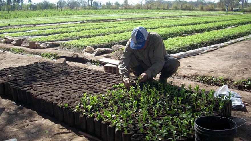 Un agricultor trabaja en un cultivo de stevia en la provincia.