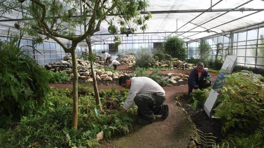 Plantarán una encina &#039;campeona&#039; en el Botánico