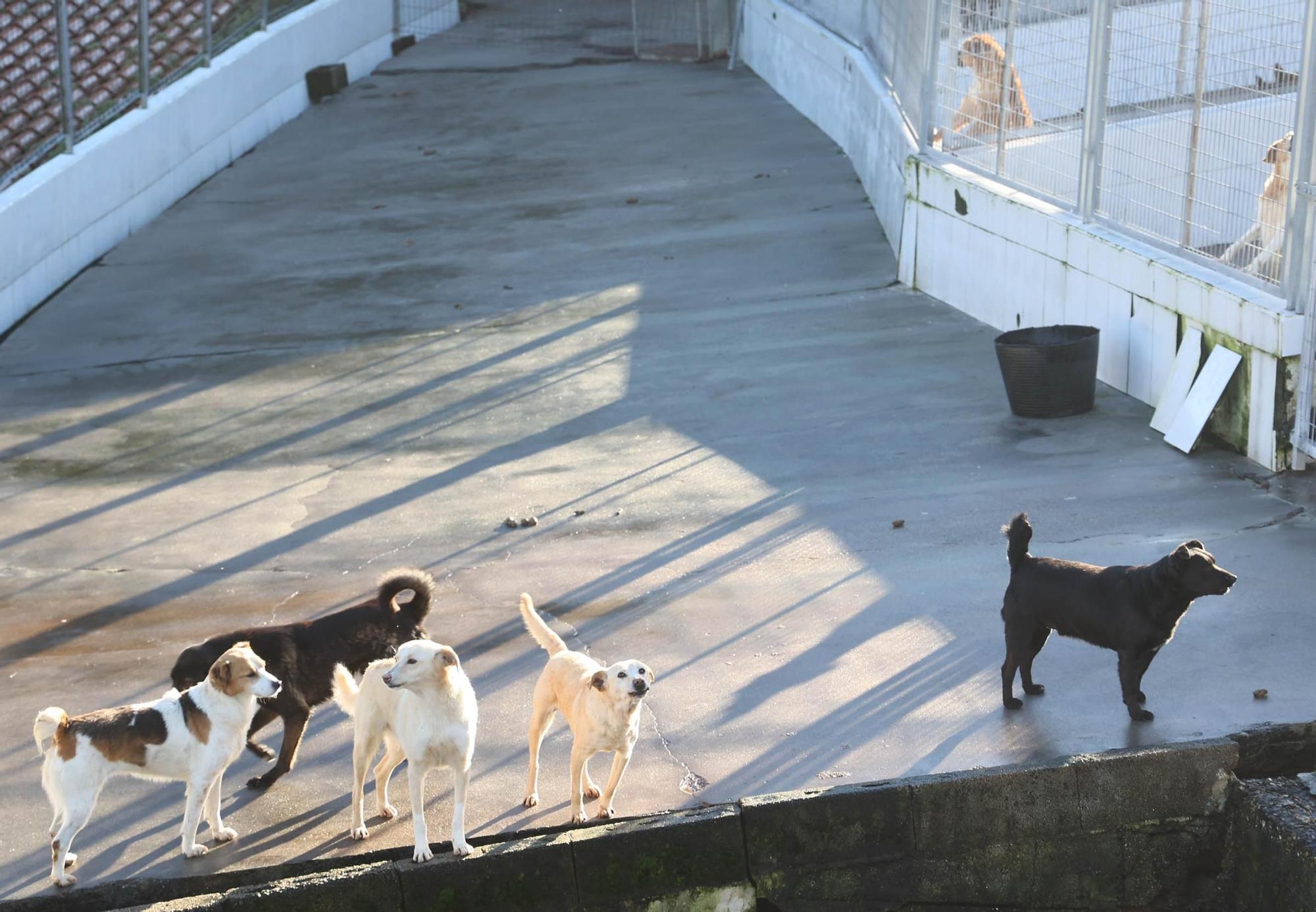 Algunos de los perros que se encuentran en la actualidad en las instalaciones de la protectora viguesa.  Alba Villar.jpg