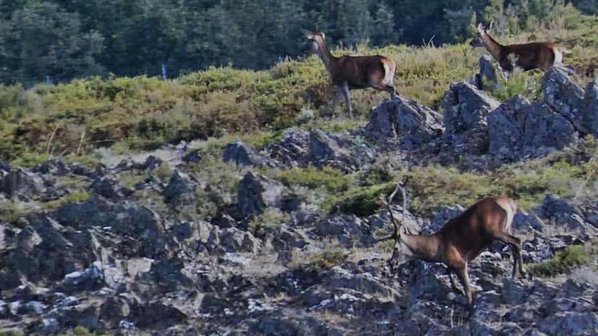 Un ciervo junto a dos hembras en un paraje del término de Puebla de Sanabria. | Carmen Cerviño