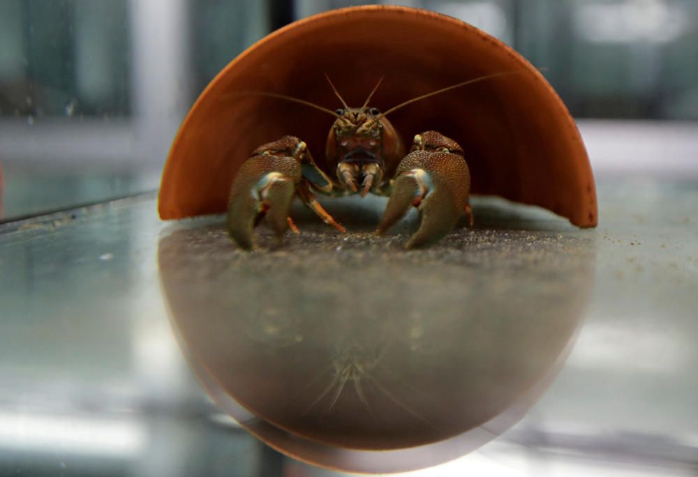 A crayfish sits inside a fish tank in a ...